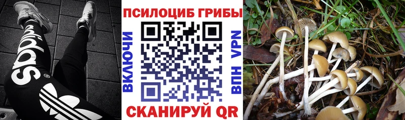 omg tor  Серафимович  darknet состав  Псилоцибиновые грибы Psilocybine cubensis 